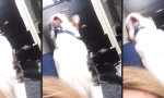 Funny Video : Wenn die raue Zunge zum Verhängnis wird