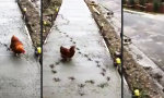 Lustiges Video - Das Huhn läuft jetzt hier