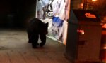Funny Video : Bär zieht um die Häuser