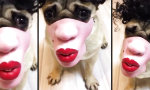 Funny Video : Der maskierte Mops