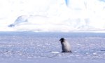 Klassenausflug mit dem Pinguin-Lehrer