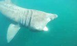 Lustiges Video : Riesenhai
