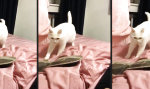 Funny Video : Katzen Equalizer