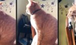 Funny Video : Die Beine baumeln lassen in der Morgensonne
