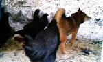 Lustiges Video - Trau dich... trau dich!