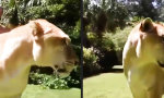 Lustiges Video - Mächtiger Löwen-Tiger