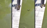 Movie : Hopps, ab ins Wasser!