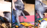 Movie : Die Katze will Kuchen!