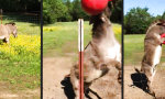 Lustiges Video : Der Esel steht auf den neuen Ball!