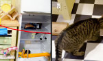 Lustiges Video : Remote Dosenfutter