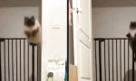 Lustiges Video : Eleganter Katzensprung