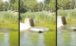 Lustiges Video - Elegant ins Wasser gleiten