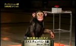 Funny Video : Japan schickt den Affen ins Rennen