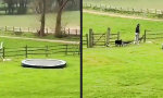 Lustiges Video - Der Auszubildende des Zaunkönigs