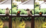 Movie : Kookaburra ist nicht interessiert...