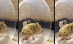 Igel auf Speed