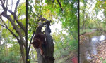 Funny Video - Hauskatze auf Waldausflug