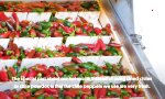 Movie : Die Geschichte hinter der Sriracha Hot Sauce