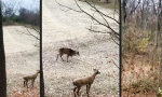 Funny Video : Revierkampf eskaliert!
