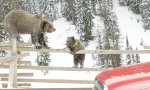 Lustiges Video : Barren-Training für den Bärennachwuchs