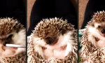 Movie : Nom nom nom...