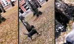 Funny Video - Wo ist das Herrchen?