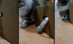 Movie : Lebenszeichen von Schrödingers Katze