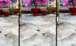 Lustiges Video - Rattenschwanz-Jagd