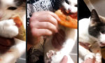 Lustiges Video : Pizza Pussy