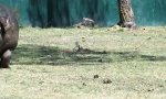Movie : Das Backward Hippo