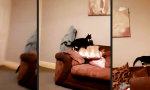 Lustiges Video - Beiläufig “Hi” sagen