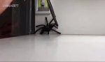 Behutsam die Spinne einfangen