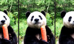 Dicker Panda snackt dicke Möhre