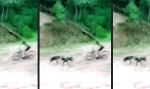 Funny Video : “Gemütliche” Fahrradtour mit den Hunden