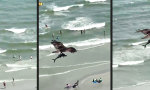 Lustiges Video : Adler, du hast den Hai gestohlen!