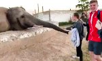 Elefant fühlt sich nicht so fotogen