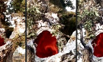 Funny Video : Pizza aus dem Baum-Ofen gefällig?