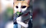 Die Katze und der Broccoli