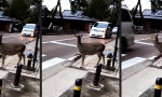 Zebrastreifen in Nara, Japan