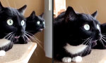 Lustiges Video : Morse Cat