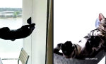 Chill-Katze