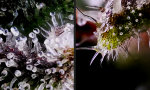 Movie : Weed unterm Mikroskop