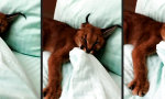 Funny Video - Guten Morgen “kleine” Miezekatze