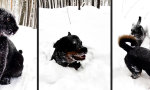 Schneepanther und Schneerottweiler