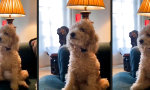 Lustiges Video : Na Herrchen, kannste das auch?