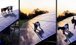 Funny Video - Zickig wie nie dank Sonnenenergie