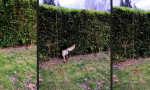 Movie : Ab durch die Hecke