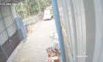 Funny Video : Freiwild geht durch