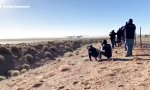 Lustiges Video : Fetter Brummer