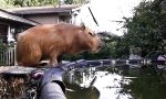 Movie : Capybara Flachköpper